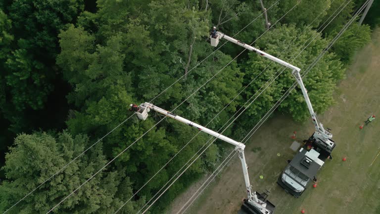 How Our Tree Care Process Works  in Amory, MS